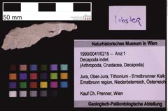 Foto (Objekt + Etiketten) von Decapoda indet. (NHMW-GEO-1990-0041-0215)